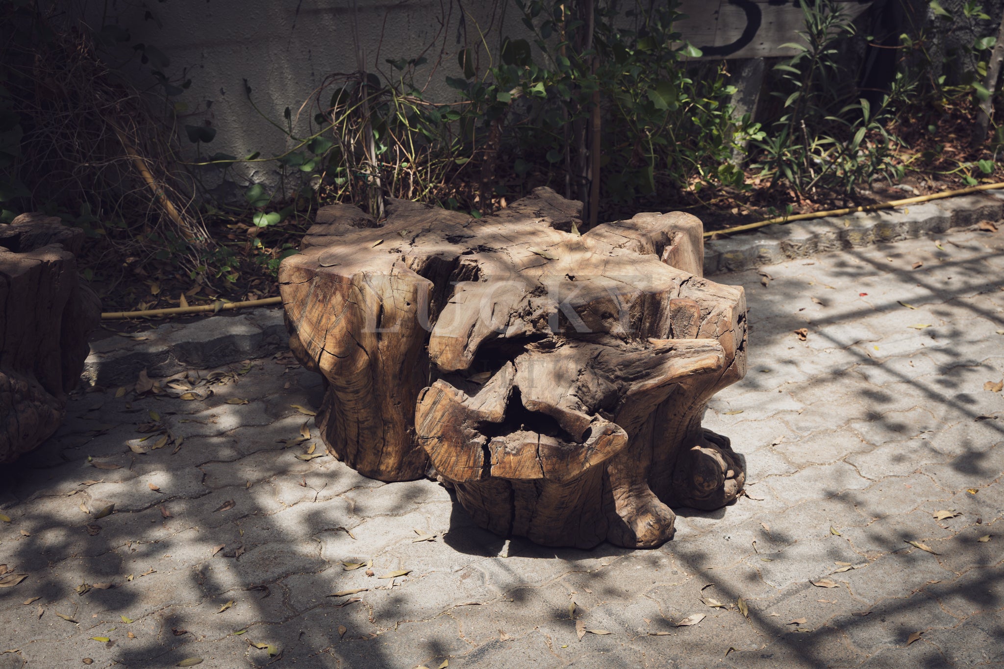 Wooden neem wood log